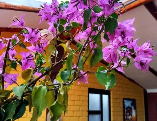 Weninger Urubamba